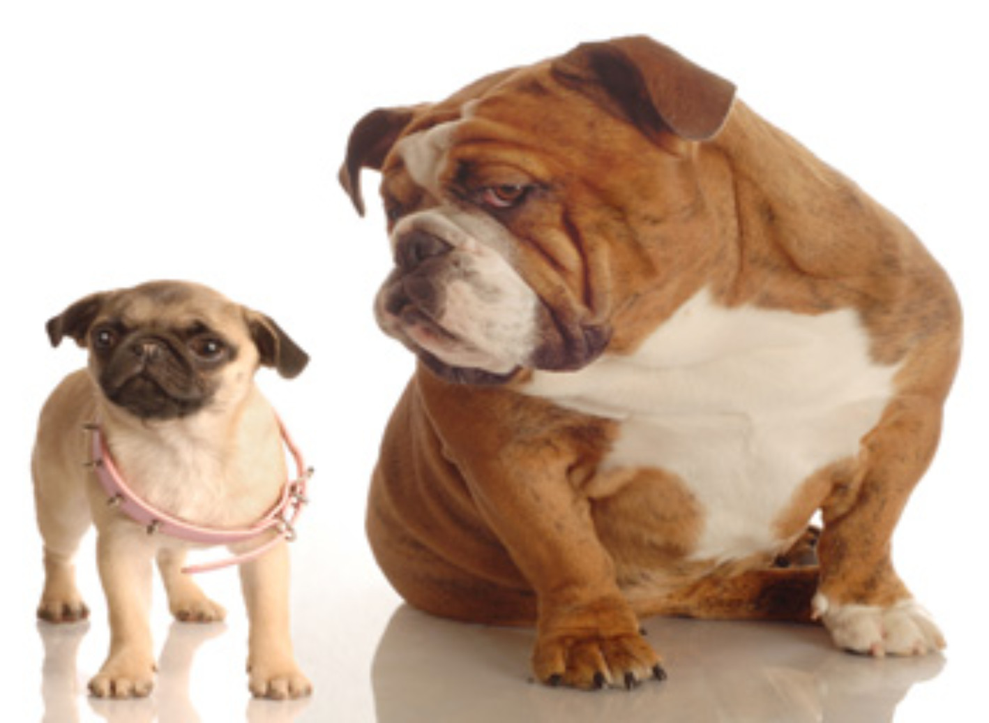 dog-breeds-that-suffer-from-genetic-health-problems-mipet-insurance